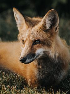 Preview wallpaper fox, muzzle, predator, grass, lies