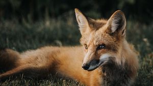 Preview wallpaper fox, muzzle, predator, grass, lies