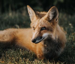 Preview wallpaper fox, muzzle, predator, grass, lies