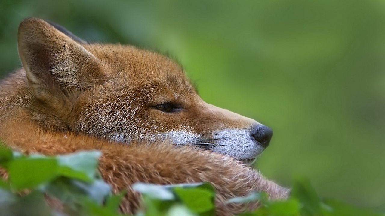 Wallpaper fox, muzzle, profile, grass, blur