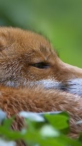 Preview wallpaper fox, muzzle, profile, grass, blur