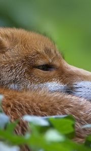 Preview wallpaper fox, muzzle, profile, grass, blur