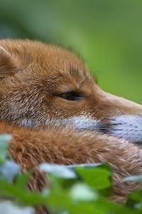 Preview wallpaper fox, muzzle, profile, grass, blur