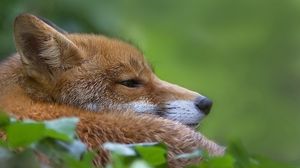 Preview wallpaper fox, muzzle, profile, grass, blur