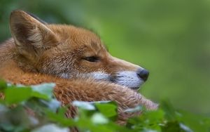 Preview wallpaper fox, muzzle, profile, grass, blur