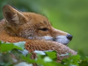 Preview wallpaper fox, muzzle, profile, grass, blur