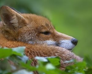 Preview wallpaper fox, muzzle, profile, grass, blur