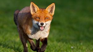Preview wallpaper fox, muzzle, run, jump