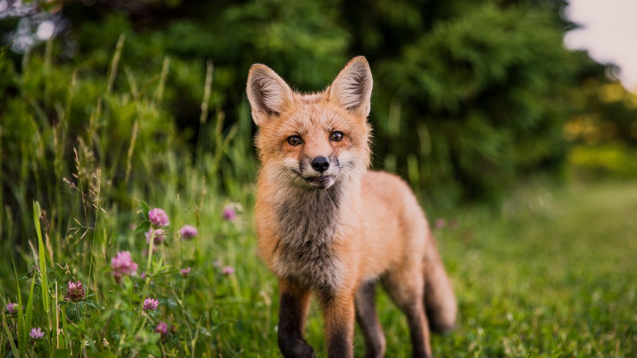 Wallpaper fox, muzzle, sight, grass, wildlife