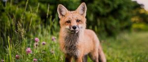 Preview wallpaper fox, muzzle, sight, grass, wildlife