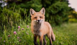 Preview wallpaper fox, muzzle, sight, grass, wildlife