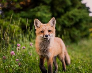 Preview wallpaper fox, muzzle, sight, grass, wildlife