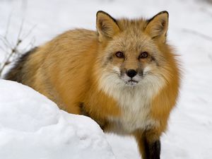 Preview wallpaper fox, muzzle, snow, fear, winter