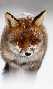 Preview wallpaper fox, nature, storm, snow, winter