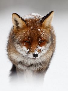 Preview wallpaper fox, nature, storm, snow, winter
