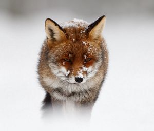 Preview wallpaper fox, nature, storm, snow, winter
