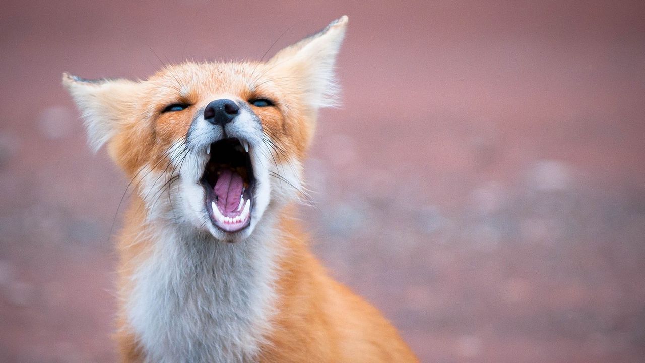 Wallpaper fox, open mouth, teeth, predator