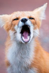 Preview wallpaper fox, open mouth, teeth, predator