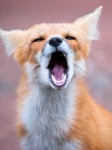 Preview wallpaper fox, open mouth, teeth, predator