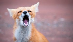 Preview wallpaper fox, open mouth, teeth, predator