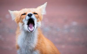 Preview wallpaper fox, open mouth, teeth, predator