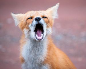 Preview wallpaper fox, open mouth, teeth, predator