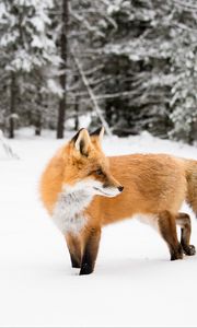 Preview wallpaper fox, orange, animal, snow, winter