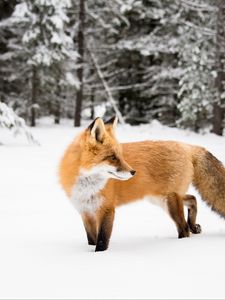 Preview wallpaper fox, orange, animal, snow, winter