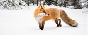 Preview wallpaper fox, orange, animal, snow, winter