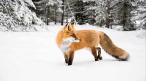 Preview wallpaper fox, orange, animal, snow, winter