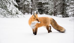 Preview wallpaper fox, orange, animal, snow, winter