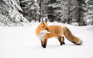 Preview wallpaper fox, orange, animal, snow, winter