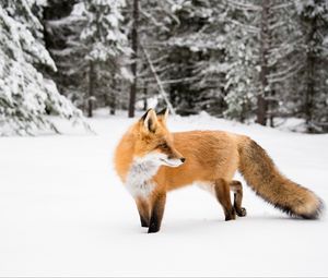 Preview wallpaper fox, orange, animal, snow, winter