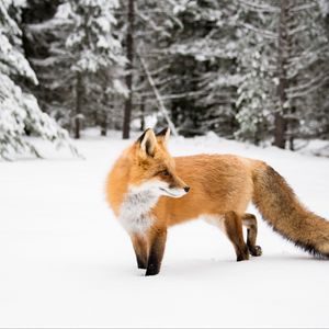 Preview wallpaper fox, orange, animal, snow, winter