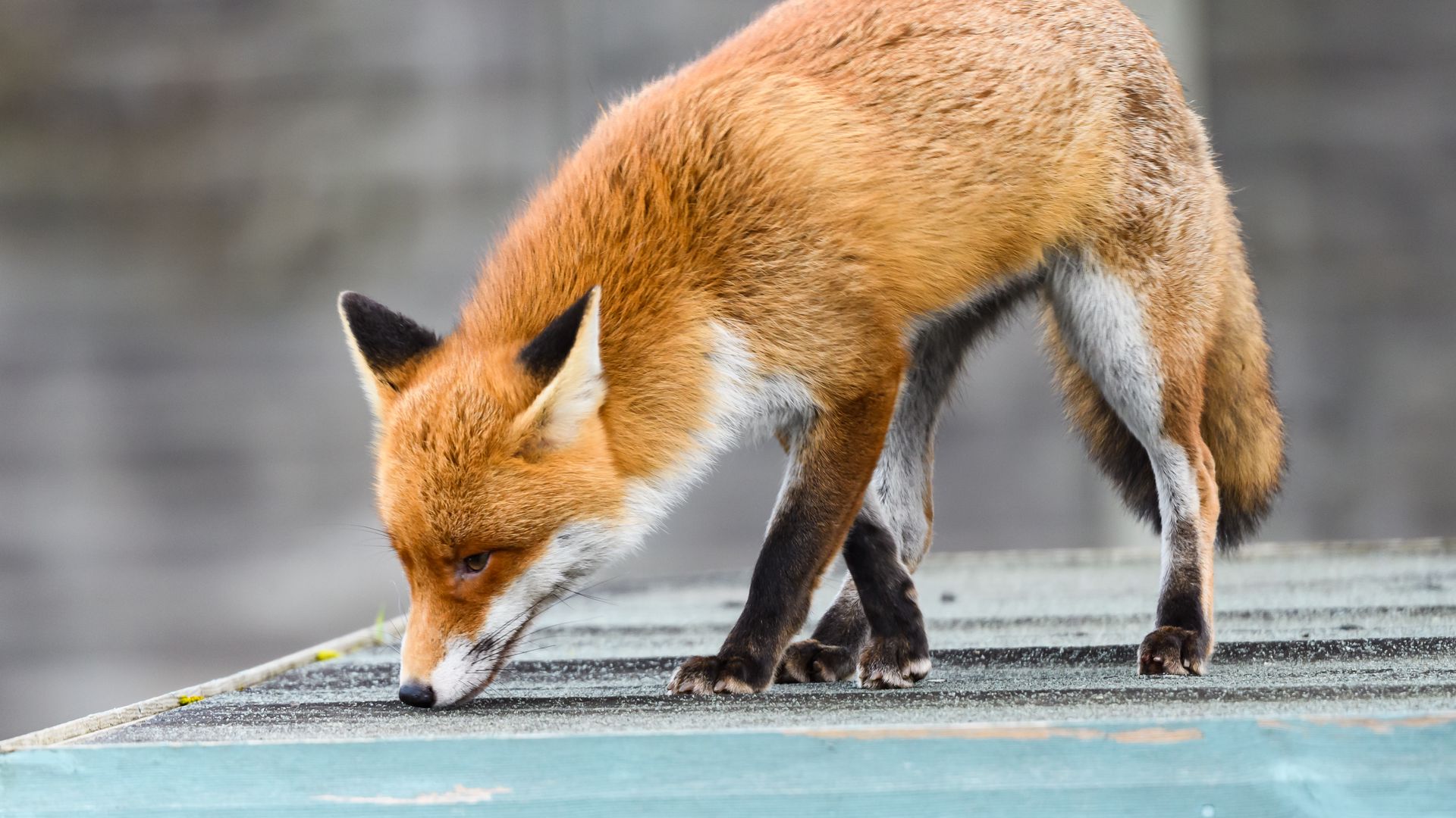 1920x1080 Wallpaper fox, paws, predator, animal