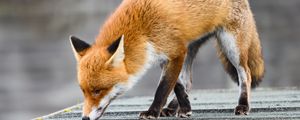 Preview wallpaper fox, paws, predator, animal