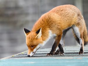 Preview wallpaper fox, paws, predator, animal