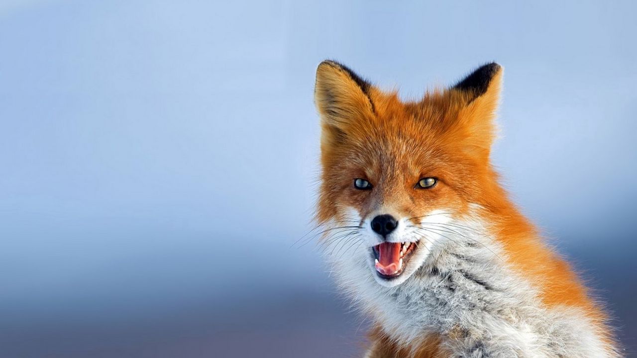 Wallpaper fox, photo, red, looks, background