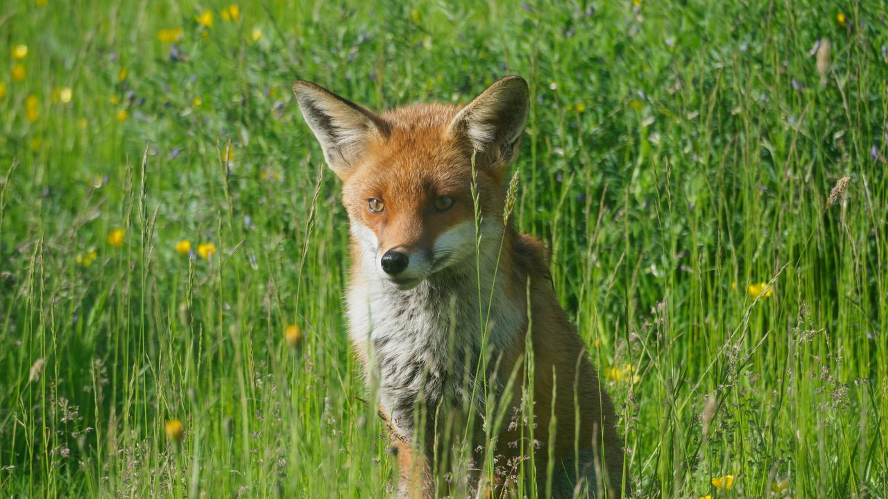 Wallpaper fox, predator, animal, grass