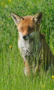 Preview wallpaper fox, predator, animal, grass