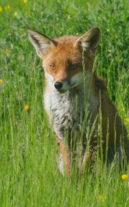 Preview wallpaper fox, predator, animal, grass