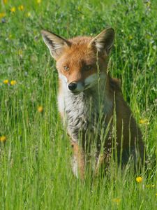 Preview wallpaper fox, predator, animal, grass