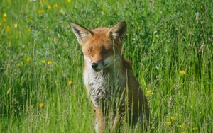Preview wallpaper fox, predator, animal, grass