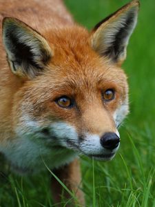 Preview wallpaper fox, predator, animal, orange