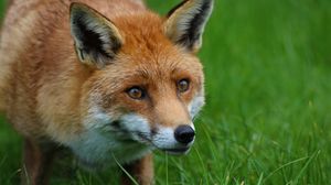 Preview wallpaper fox, predator, animal, orange