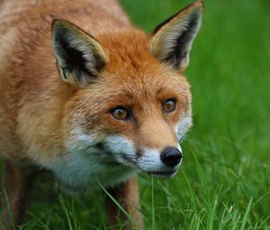 Preview wallpaper fox, predator, animal, orange
