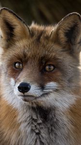 Preview wallpaper fox, predator, animal, fluffy