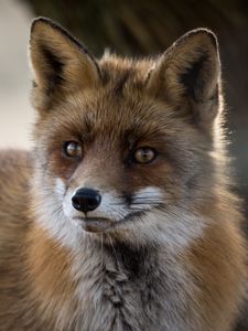 Preview wallpaper fox, predator, animal, fluffy