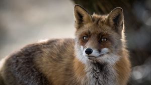 Preview wallpaper fox, predator, animal, fluffy