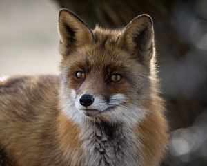 Preview wallpaper fox, predator, animal, fluffy